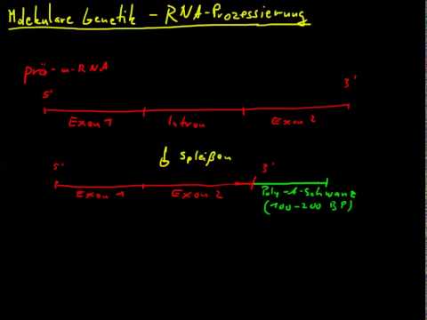 molekulare Genetik 06 - RNA-Prozessierung
