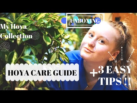HOYA CARE TIPS [3 STEPS] |+COLLECTION