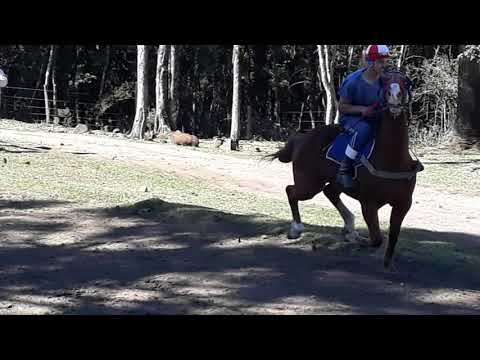 Em dinando matungo no joke clube canecão