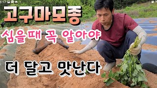 고구마 물안주고 심는법 텃밭농사와 대농들 심는법 비교 맛있는 고구마는 꼭 토질을 알아야