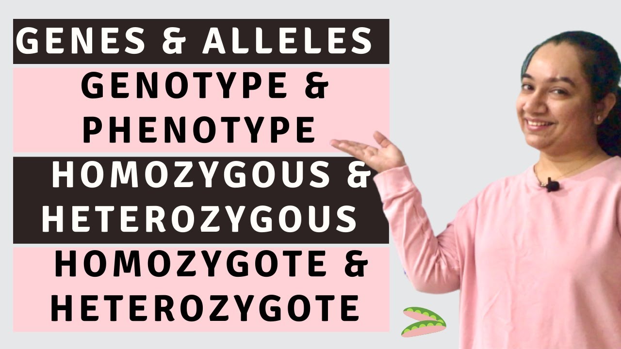 Genes & Alleles | Genotype & Phenotype | Homozygous & Heterozygous | Homozygote & Heterozygote