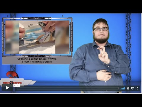 Vets pull giant beach towel from python's mouth!