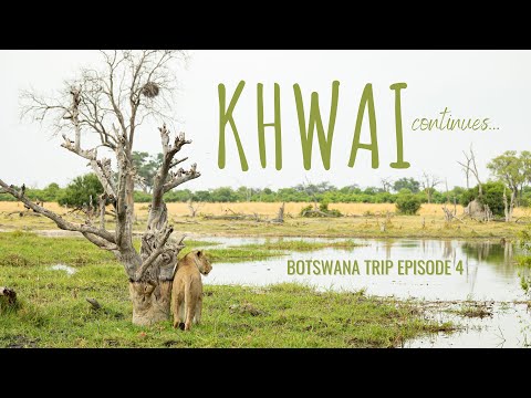 BOTSWANA TRIP Episode 4 | The best lion sighting I've ever had in Khwai!