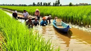 Thu hoạch tôm càng trong ruộng lúa