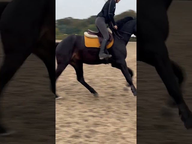 Selle fran&ccedil;ais de 5 ans &agrave; vendre (CSO CCE dressage) 