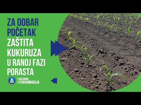 NOVO: Herbicid Logan Snažan i EFIKASAN u borbi protiv agresivnih korova u kukuruzu