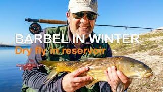 Winter barbel -  Dry fly in reservoir