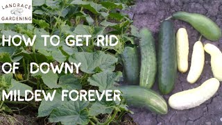 Get Rid of Downy Mildew Forever