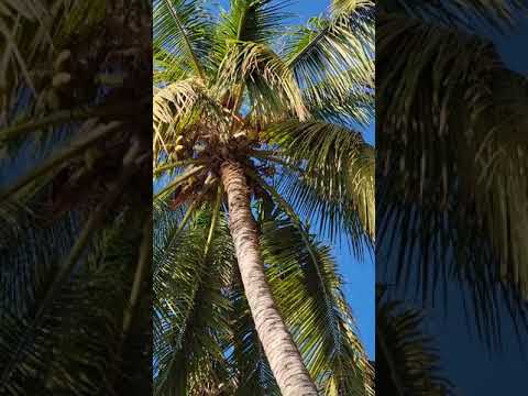 Hawaiian happy life with Coconut palm tree. Beauty of Hawaii