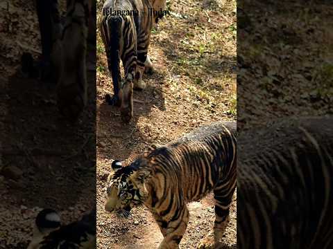 Melanistic Tiger Spotted In Similipal Tiger Reserve, Odisha | #Tiger | #Shorts