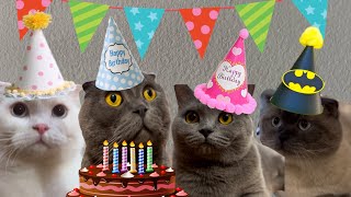 Happy 1st Birthday, Nataly! | Cute Cat Birthday Party”