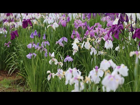 新阿蘇紀行（37.菅尾花菖蒲園）