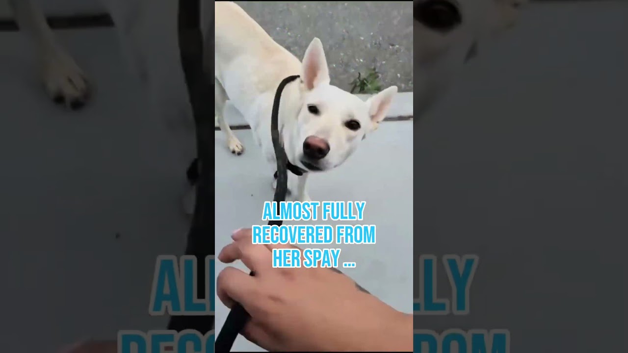 Angelina, a ADOPTABLE mixed breed in Incline Village, NV video 2/6