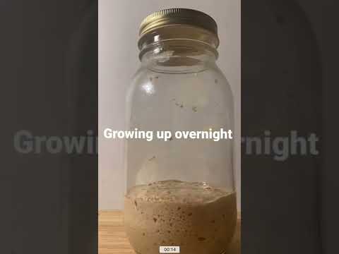 トマト酵母の使い方は？あまり知られていないが効果的な肥料に注目！  庭園