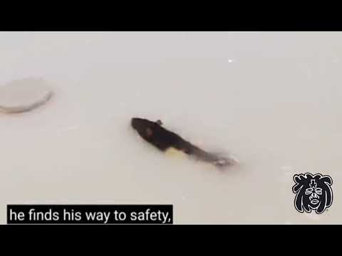 How American Diet effects rats