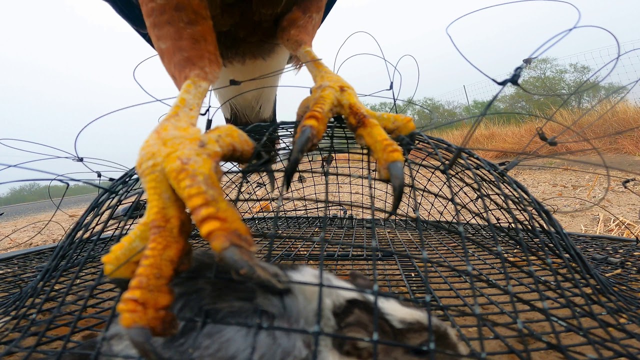 Trapping Wild Harris Hawks With A Bal-Chatri trap