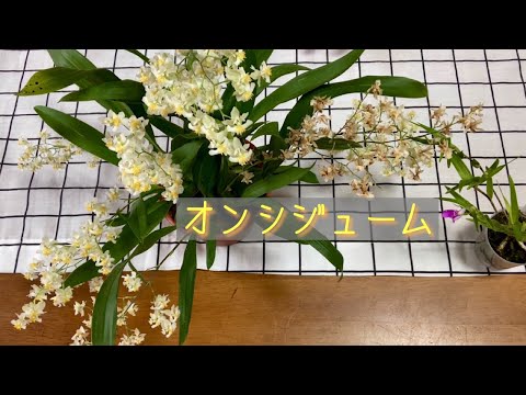 園芸 オンシジウム、誰もが手の届く範囲にあるコレクターの間で珍重される蘭