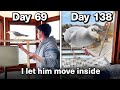 Feeding My Pet Seagull for 69 Days To Gain His Trust... again