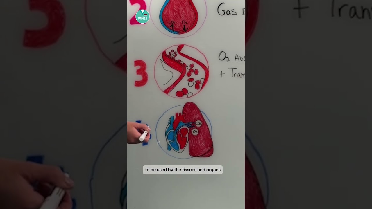 Gas Exchange in the Lungs 🫁