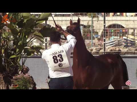 N 83 OSAYEL AL SHAQAB   2020 Menton Mediterranean and Arab Countries Arabian Horse Championship   Ye