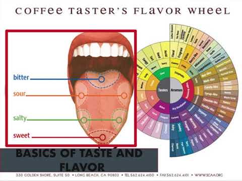 download lagu mp3 mp4 Scaa Certified Coffee Training, download lagu Scaa Certified Coffee Training gratis, unduh video klip Scaa Certified Coffee Training