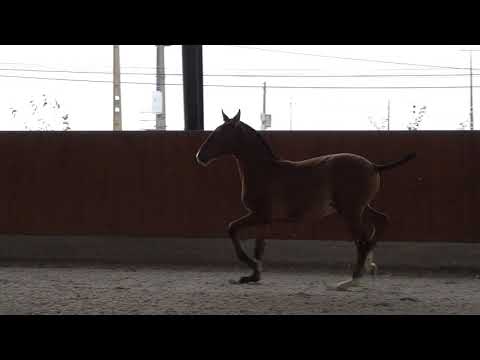 2 201113 Quazar das Faias   Favorita x Indigo