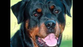 Baltique - Renaud (en images)