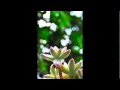 Timan Blakayo Mov