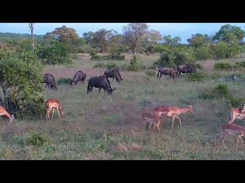 Djuma: Wildebeests and Impalas - 18:17 - 10/31/20