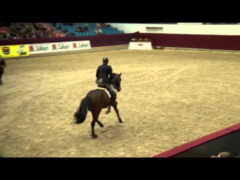 Casskeni II Hengstpräsentation 2016