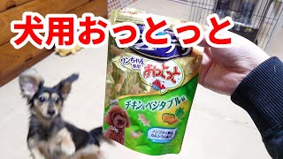 犬用おっとっとで、まさかの展開が【カニンヘンダックスフンド】