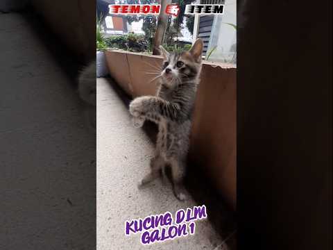 Kucing Klawu dalam galon - tantangan #kucing