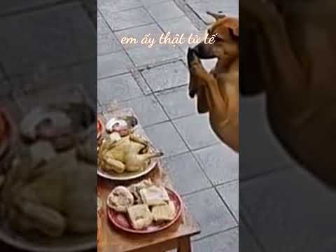 em ấy thật tử tế #funny #dongvat #animals #dog