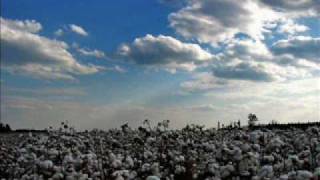 Cotton Fields - Eddy Kirkley
