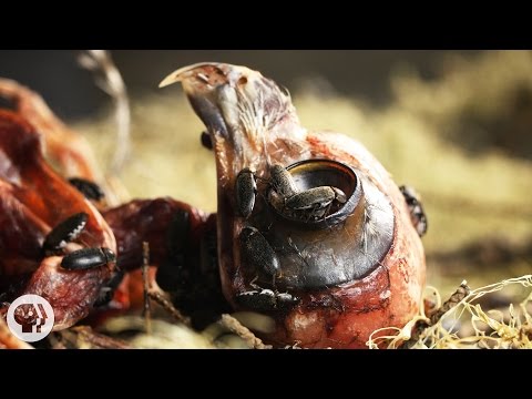 Dermestid Beetle Bite