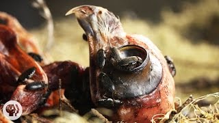 Watch Flesh-Eating Beetles Strip Bodies to the Bone | Deep Look