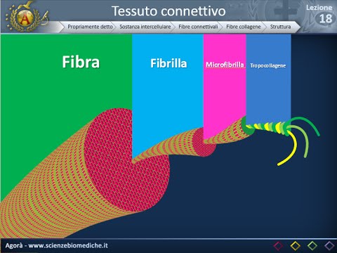 Istologia 18 - Fibre connettivali