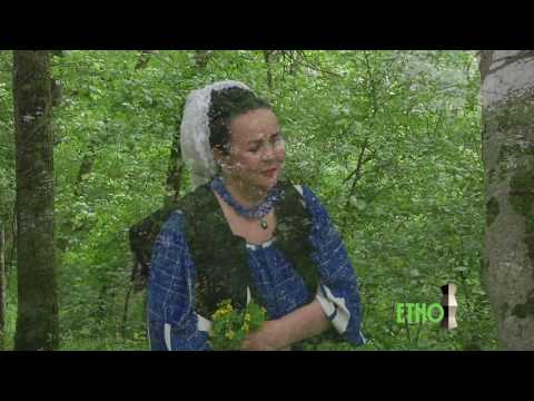 Floarea Calota   Fir ai tu de cuca sura