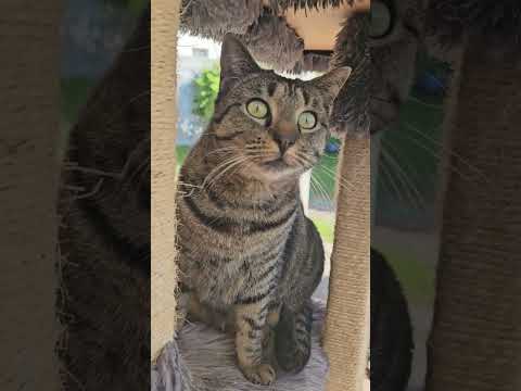 Theodora the owl cat  #cat