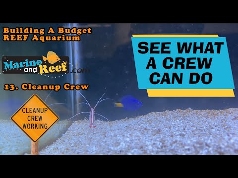 Part #13 Cleanup Crew: Building A Budget Reef Aquarium