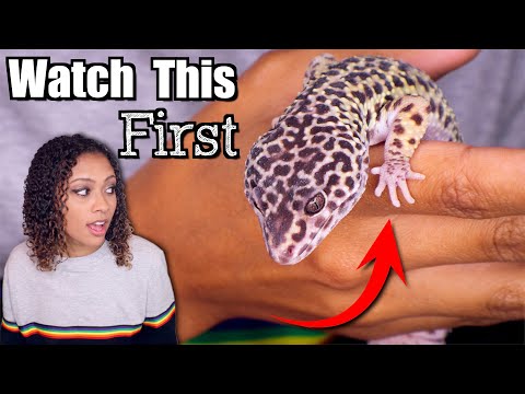 Leopard Gecko Tips For Beginners