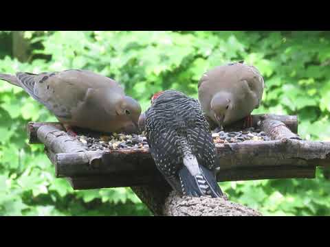 Woodpecker Stares at Doves and Attacks