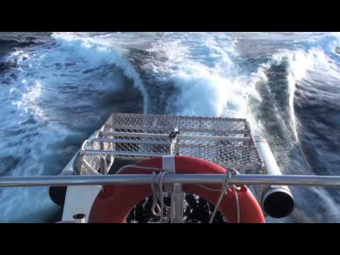 Australia : Diving with great white sharks