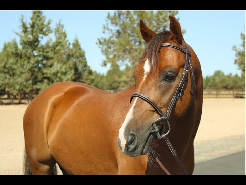 Cosmic Wizard - Trail