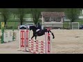 Mare sBs Belgian Warmblood For sale 2018 Black