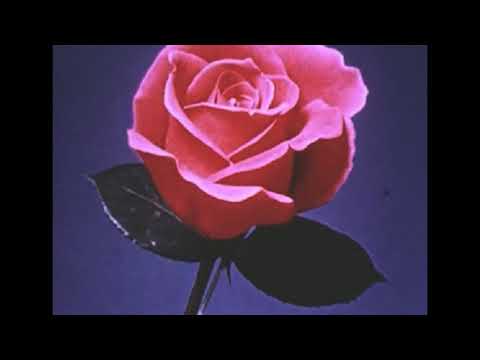 [FREE] Chance the Rapper x Smino x Aminé Type Beat ''PARADISE'' Hip-Hop Rap Instrumental 2019