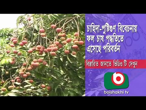 চাহিদা-পুষ্টিগুণ বিবেচনায় ফল চাষ পদ্ধতিতে এসেছে পরিবর্তন Fruits Part 02