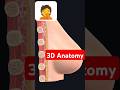Breast Anatomy 3D Breast Structure Youtubeshorts 3danatomy Trending Short Brestanatomy