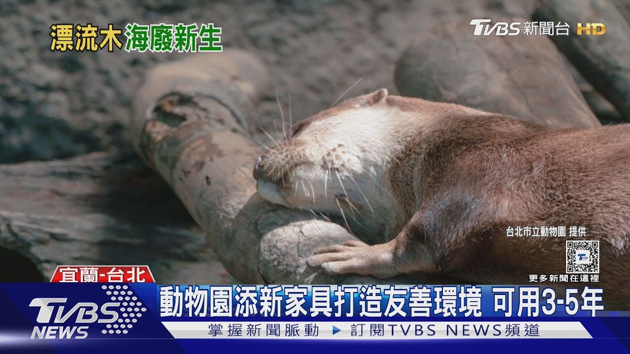 颱風漂流木成動物「新家具」　水獺蹭蹭超Q