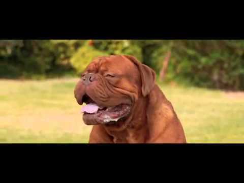 Pancho, el perro millonario (2013)